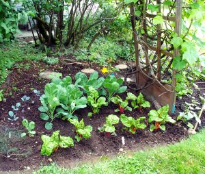 Small vegetable garden