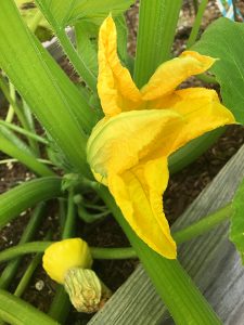 Squash blooms